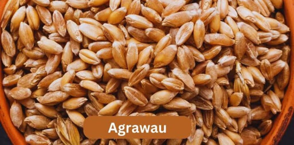 Agrawau: A New Frontier in Innovation and Culture